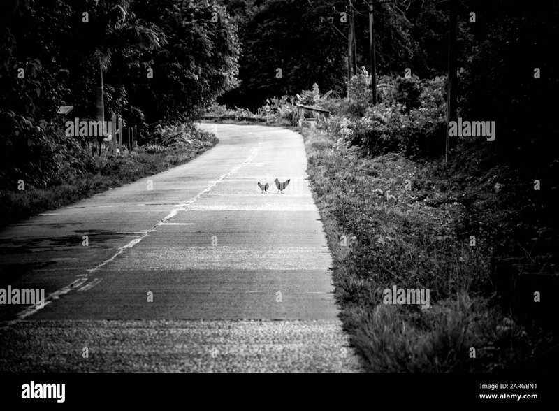 Image: Descubre el misterio detrás de la Ruta del Pollo en casinos de España