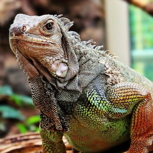 iguana iguana